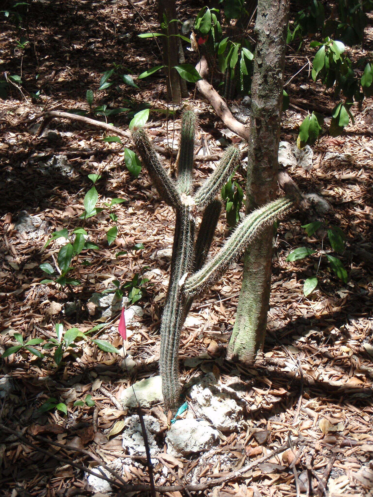 Imagem de Pilosocereus robinii (Lem.) Byles & G. D. Rowley