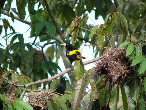 Image of Yellow-rumped Cacique