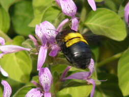 صورة Xylocopa caffra (Linnaeus 1767)