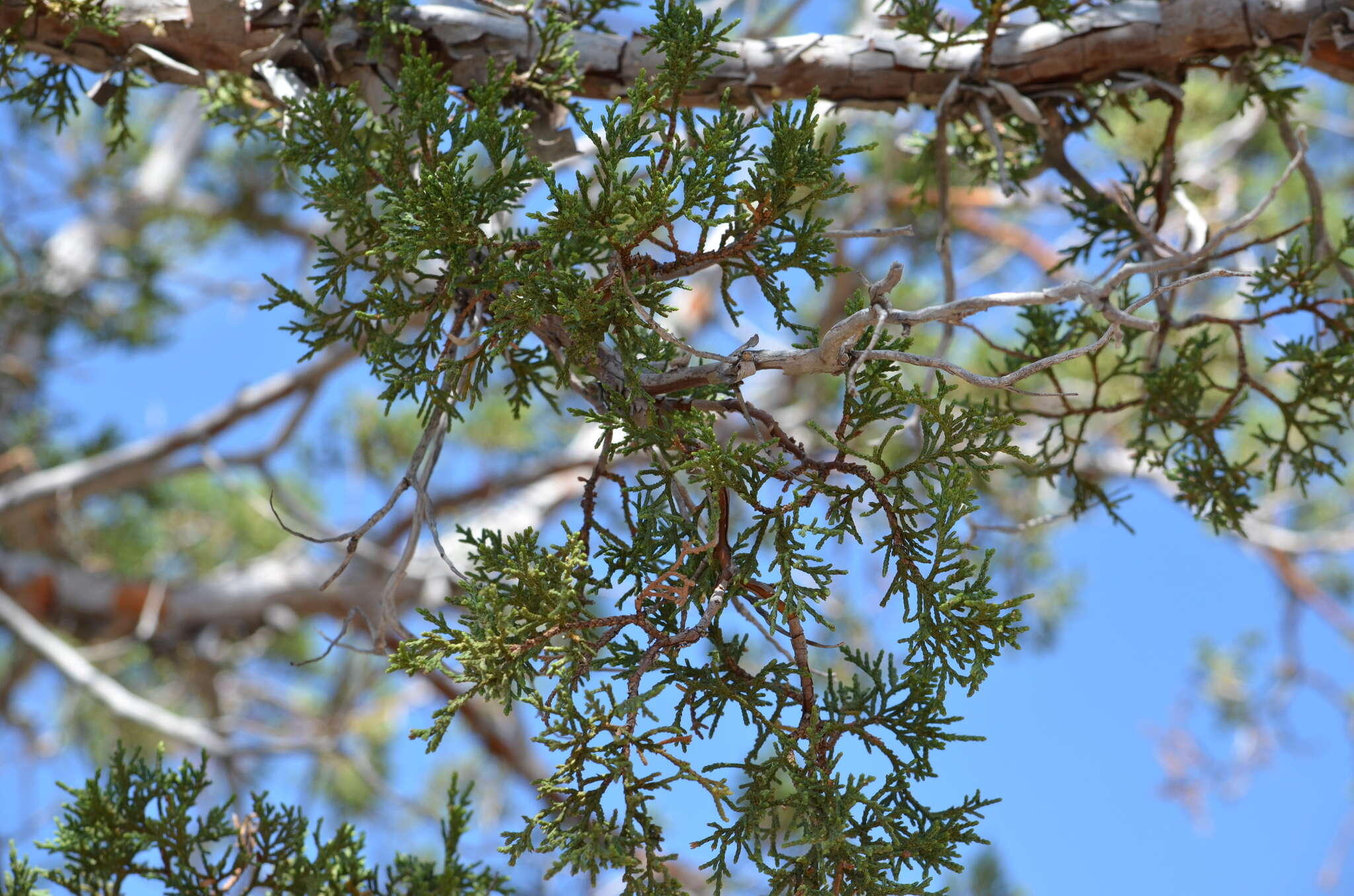 Juniperus deppeana Steud. resmi