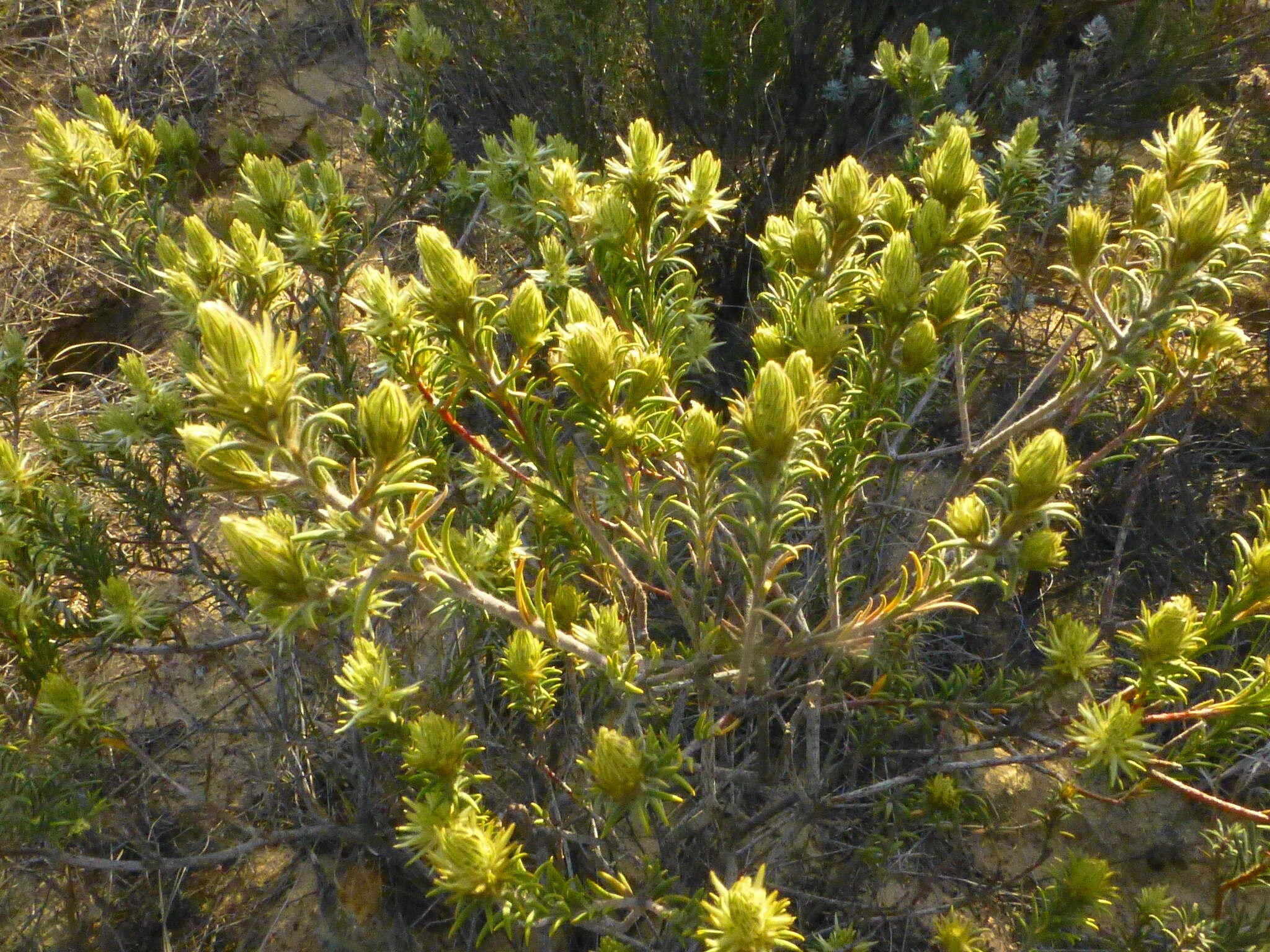 Image of Phylica plumosa var. plumosa