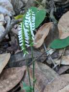 Слика од Spiranthes ovalis var. ovalis