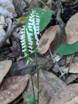 Image of October lady's tresses