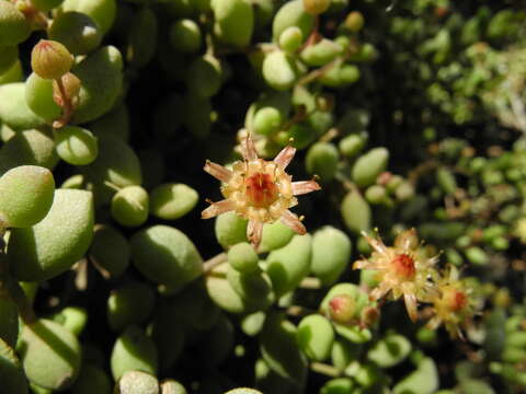 Image of Monanthes laxiflora (DC.) Bolle