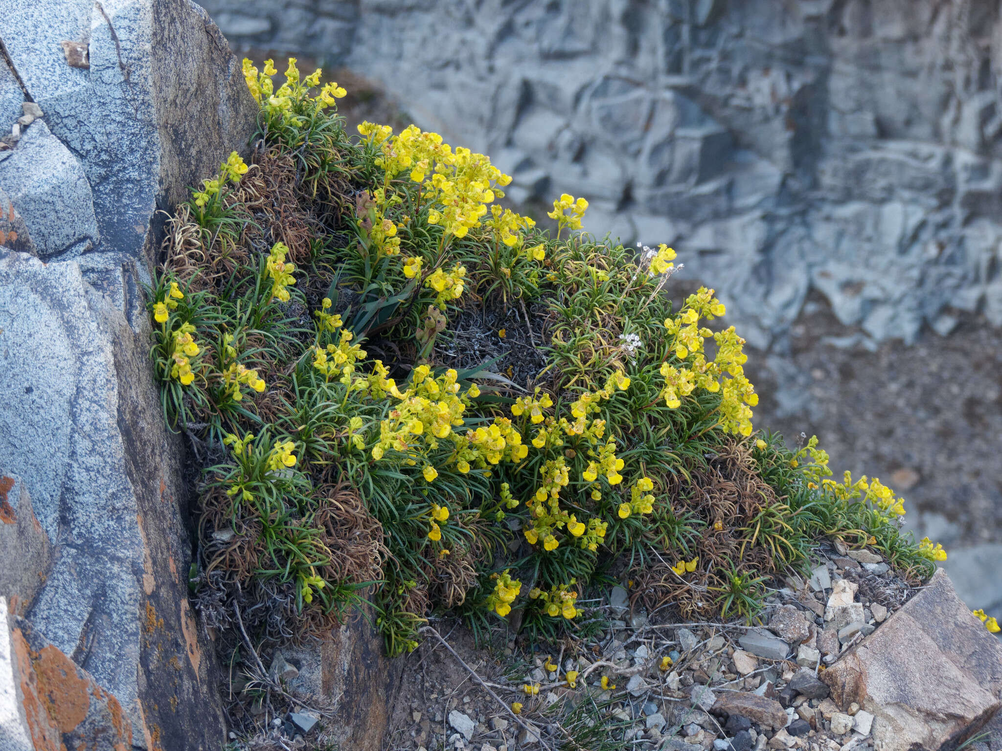 Image of Calceolaria pinifolia Cav.