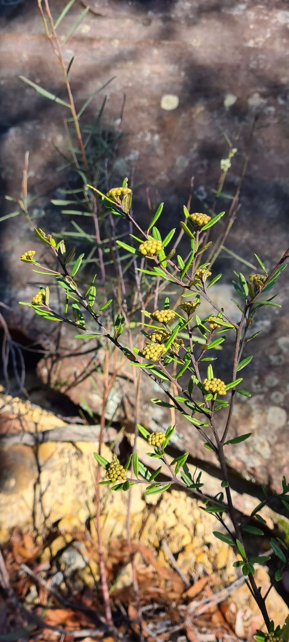 Image of Phebalium squamulosum subsp. squamulosum