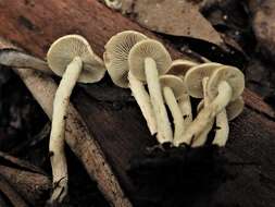 Image of Hypholoma australianum Redhead 2014