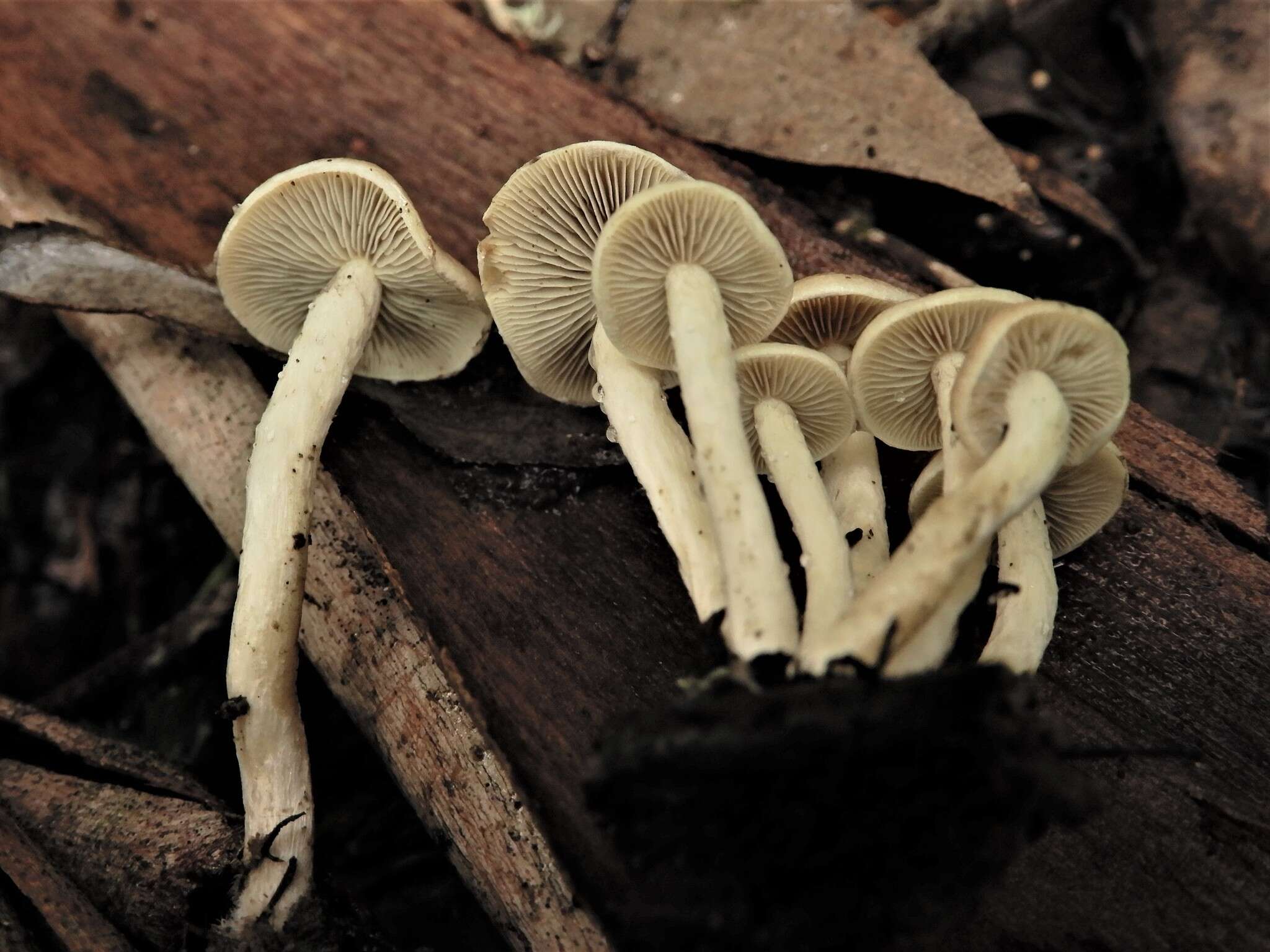 Image of Hypholoma australianum Redhead 2014