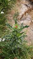 Image of Carduus nutans subsp. nutans