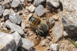 Image of Megachile montenegrensis Dours 1873