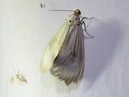 Image of Neochera dominia Walker 1854