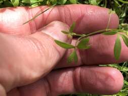 Image of delicate buttercup