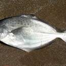Image of Butterfish