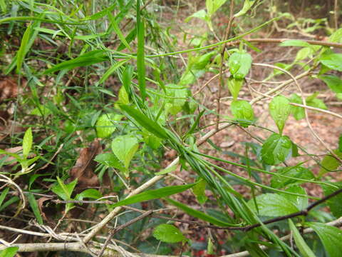 Image of leafless swallow-wort