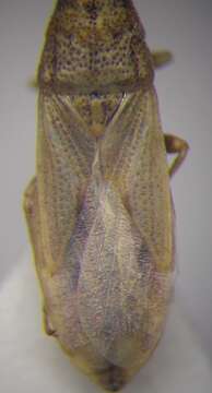 Image of Cymophyes