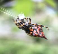 Image of Gasteracantha rubrospinis Guérin 1838