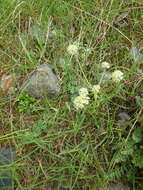 Image of Chaerophyllum humile Bieb.