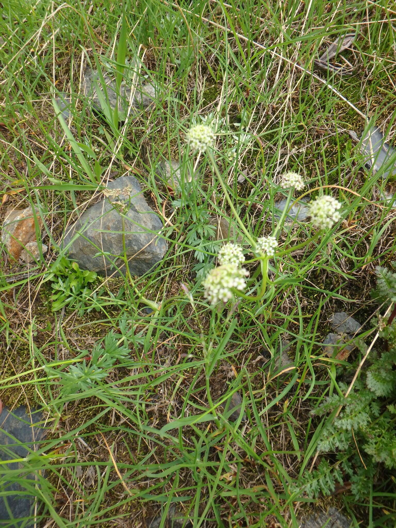 Image of Chaerophyllum humile Bieb.