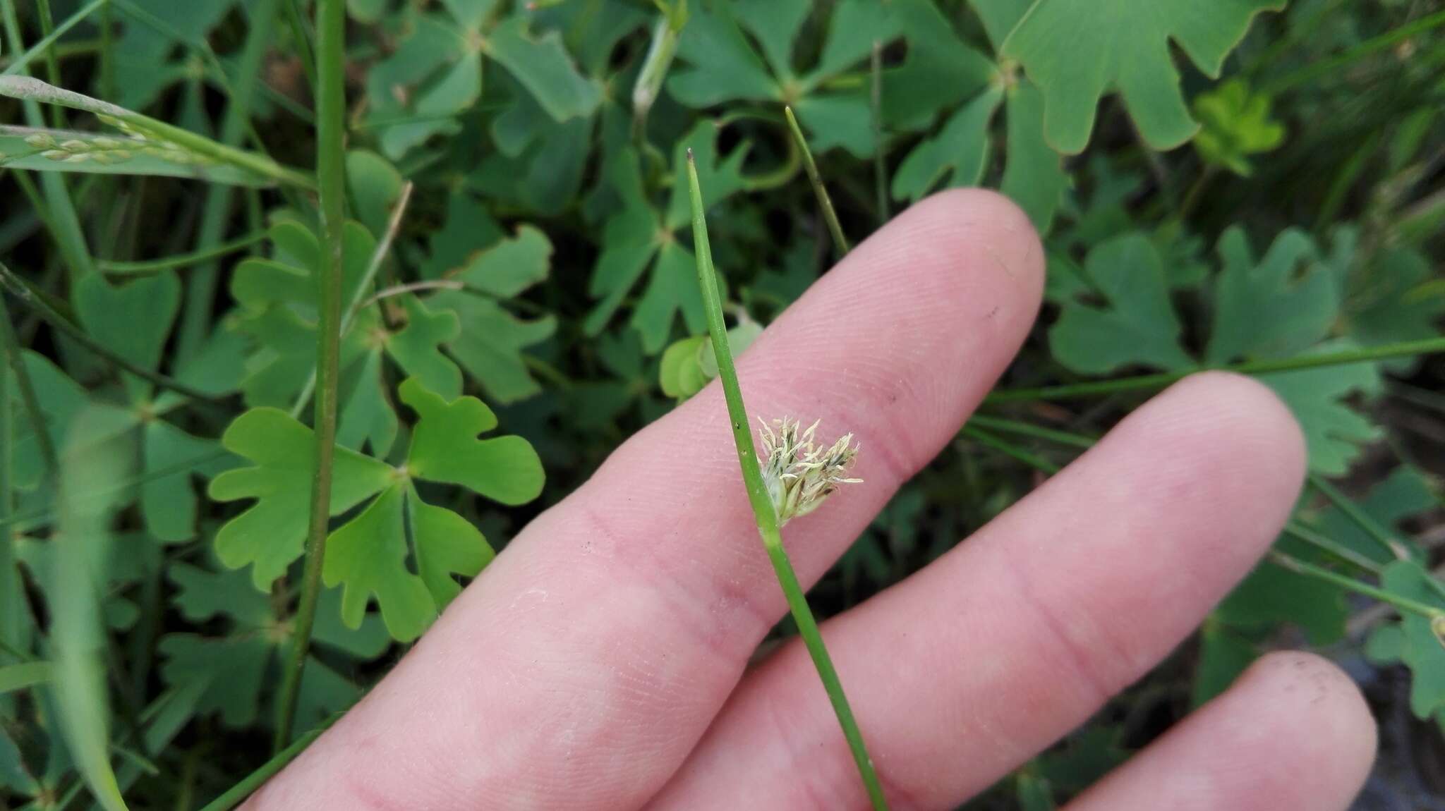 Image of Schoenoplectus decipiens (Nees) J. Raynal