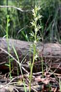 Image of Fragrant leek orchid