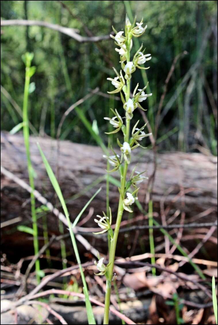 Image of Fragrant leek orchid