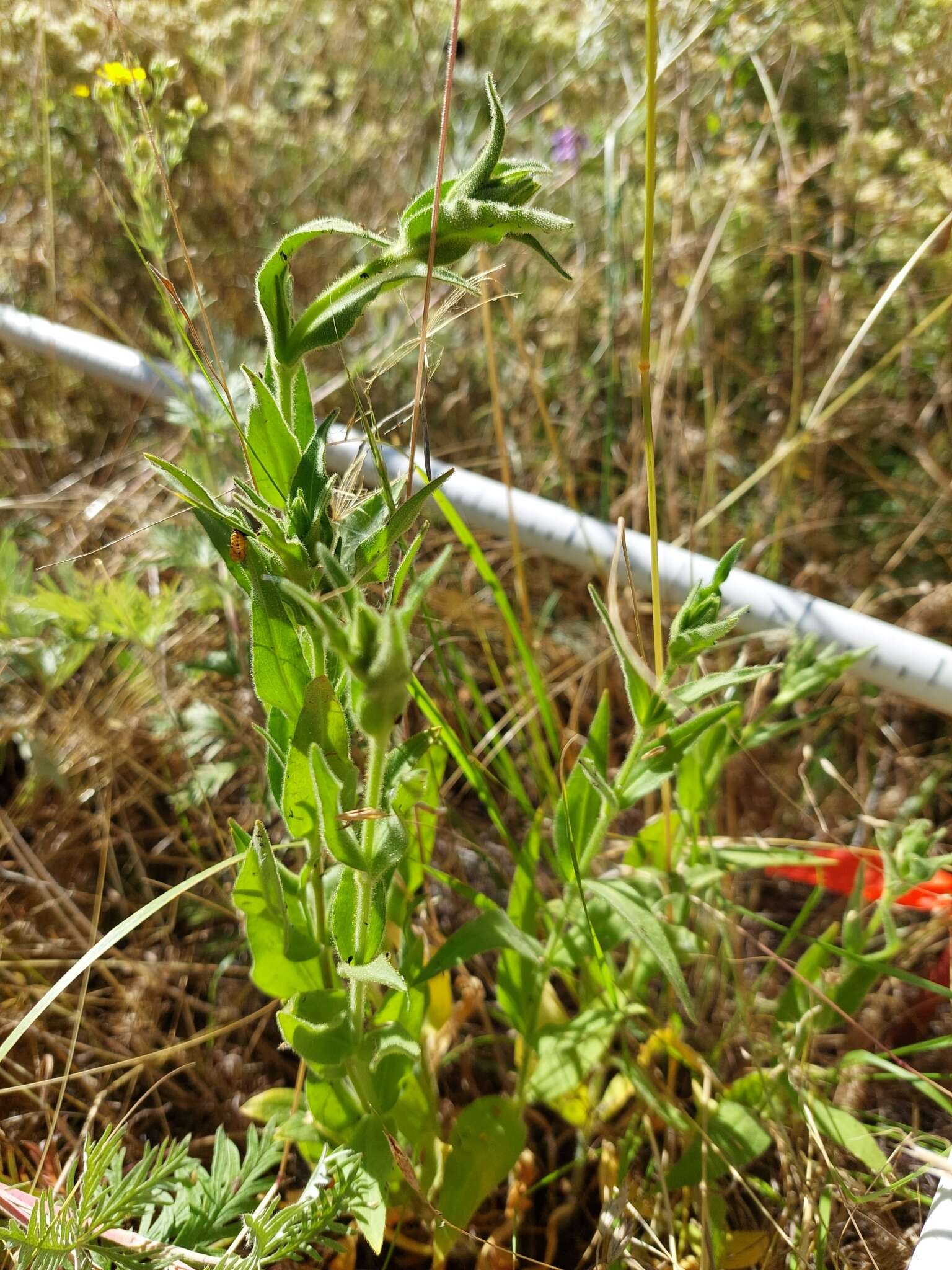 Image of Spalding's Catchfly