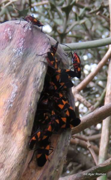 Image of Oncopeltus (Oncopeltus) varicolor (Fabricius & J. C. 1794)