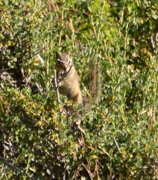 Image of Uinta Chipmunk