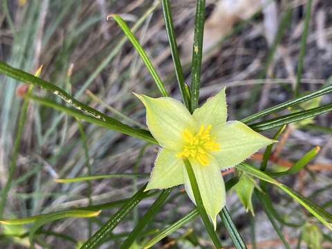 Image of Hibbertia striata (Steud.) K. R. Thiele