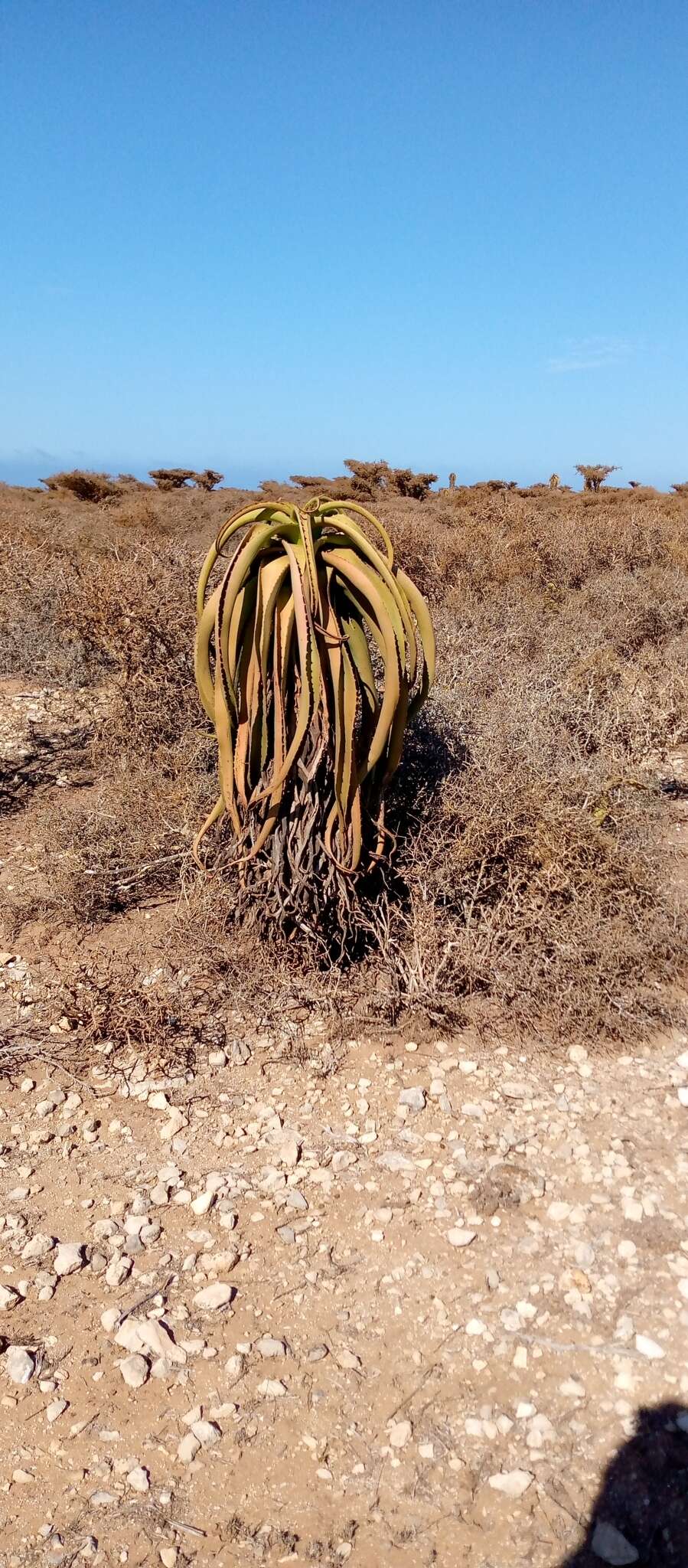 Image of Aloe vaotsanda Decary