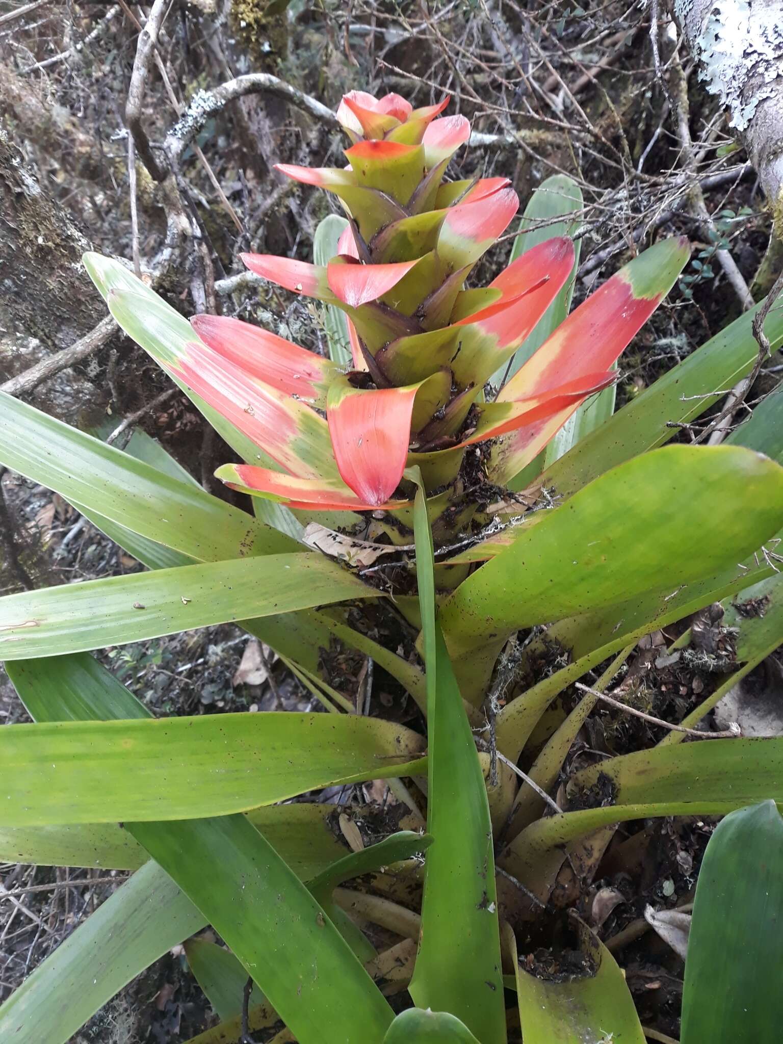 Image of Guzmania gloriosa (André) André ex Mez