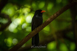Image of Black-fronted Nunbird