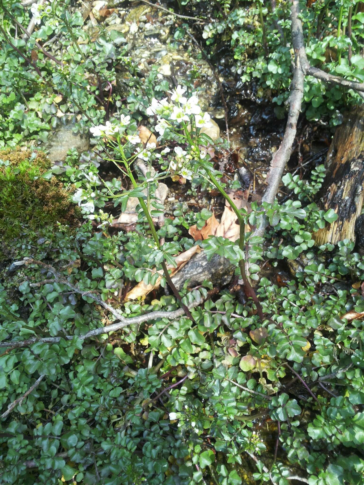 Слика од Cardamine amara L.