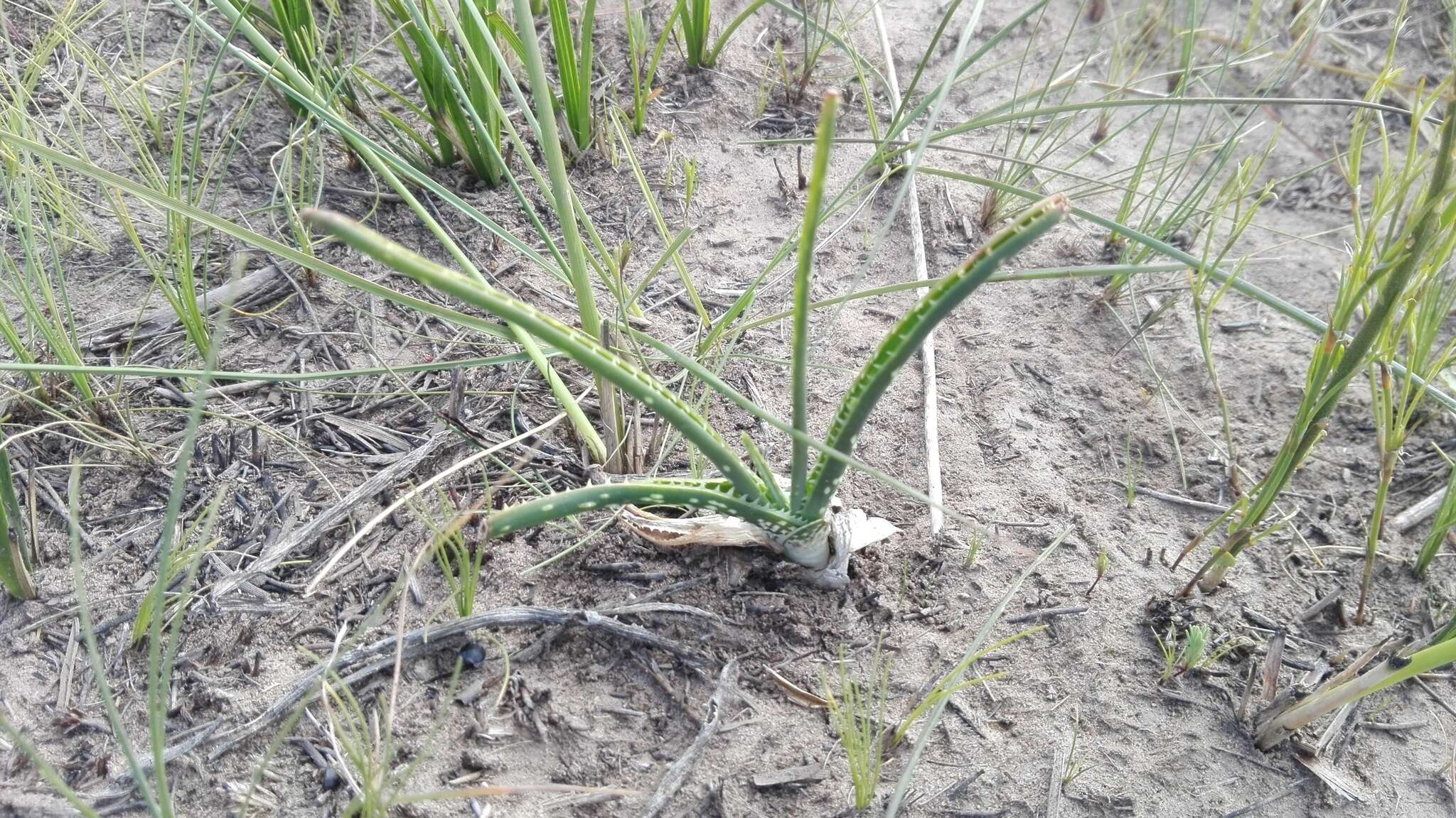 Plancia ëd Aloe micracantha Haw.