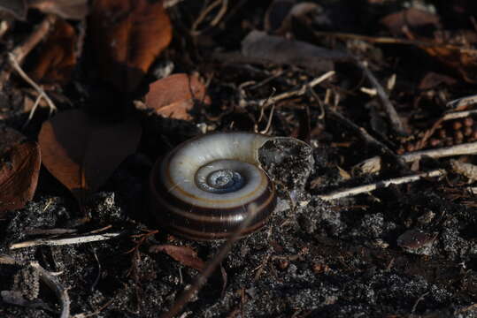 Image of Giant rams-horn snail