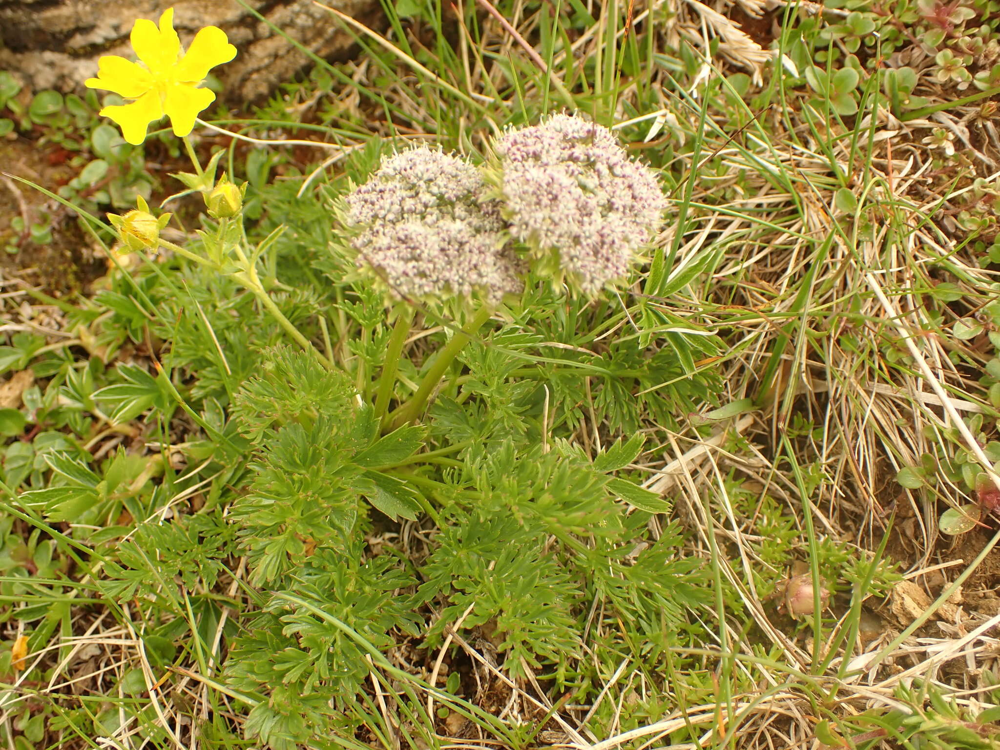 Imagem de Pachypleurum simplex (L.) Rchb.