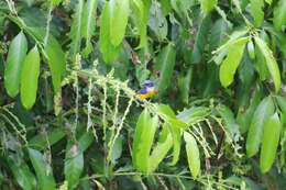 Image of Orange-bellied Flowerpecker