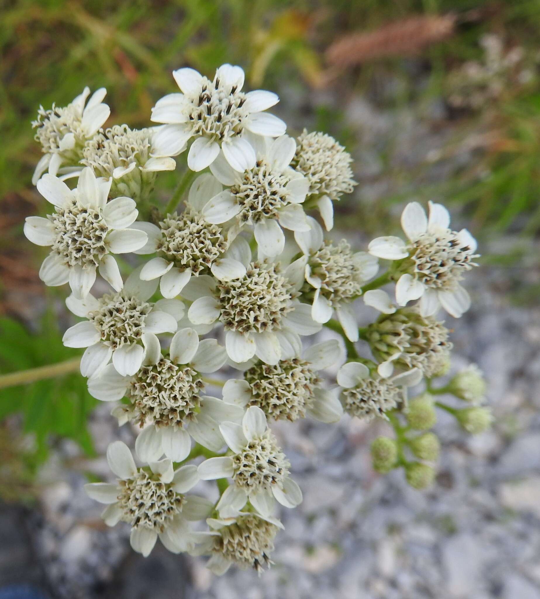 Image of Texas crownbeard