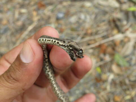 Image of Dunn's Hognose Viper