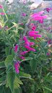 Salvia curviflora Benth. resmi