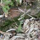 Image of comb windmill grass