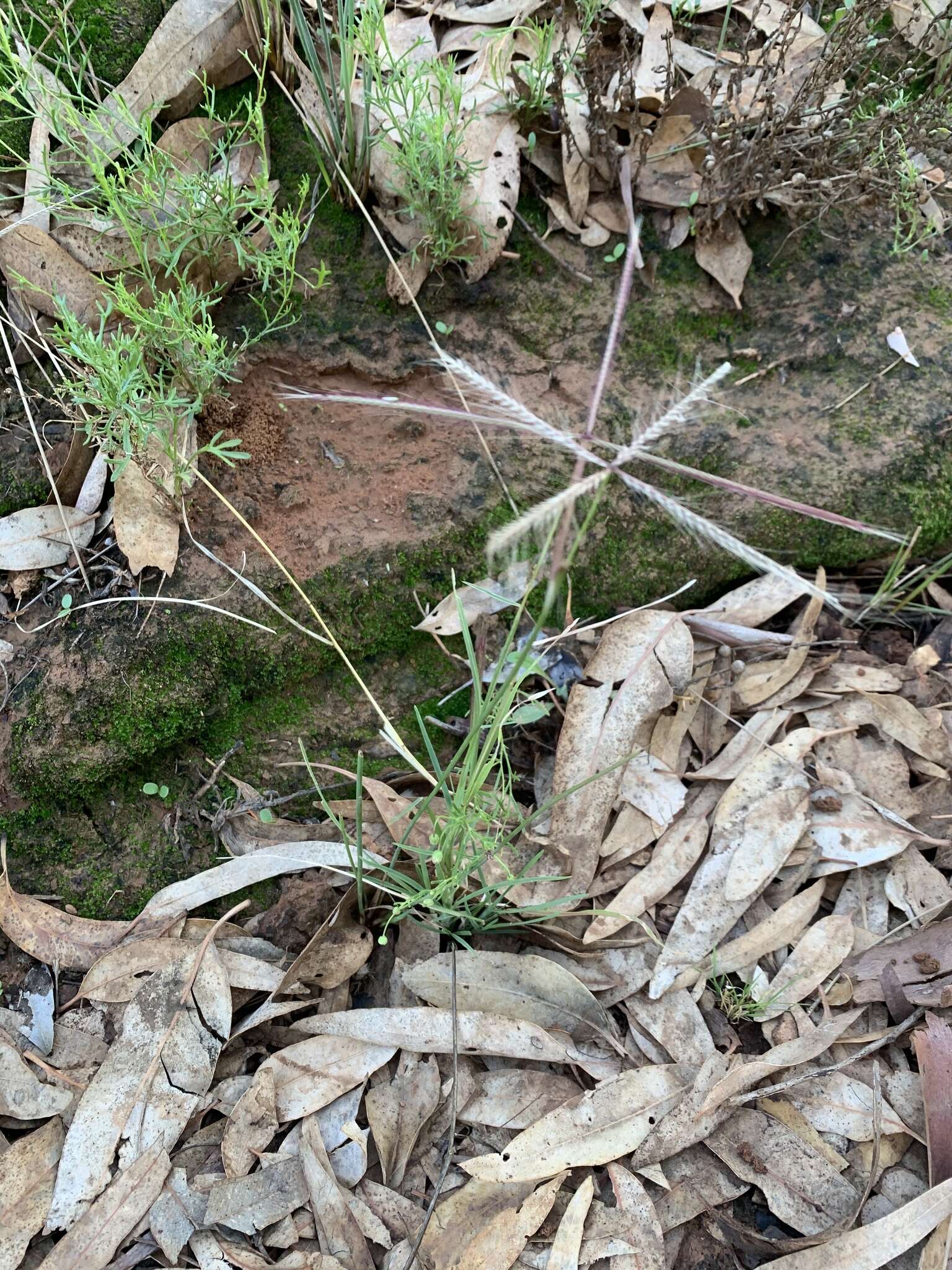 Image of comb windmill grass