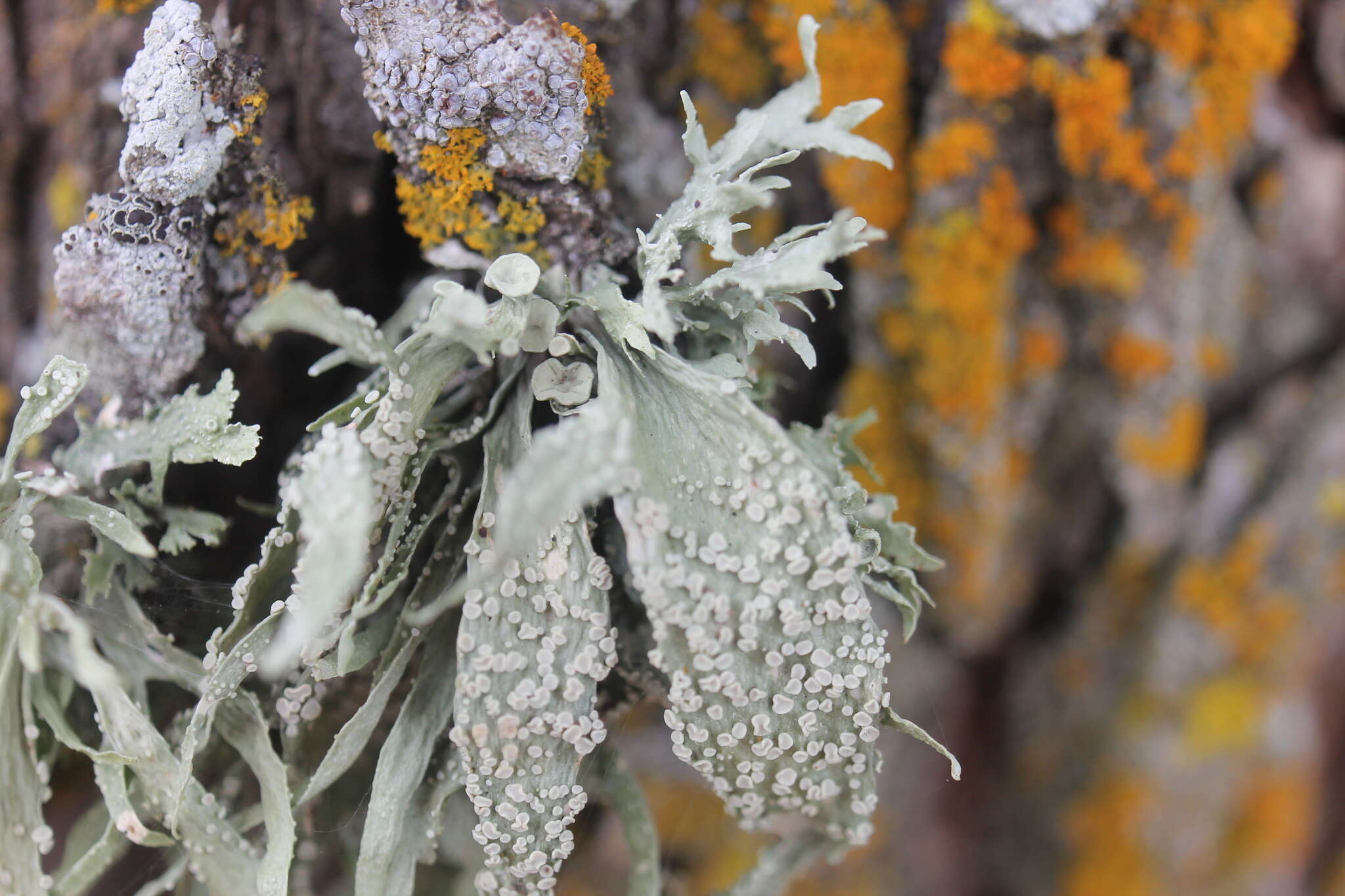 Image of cartilage lichen