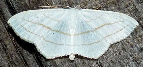 Image of Scopula ordinata Walker 1861