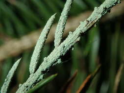 Image of Bouteille's fellhanera lichen