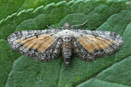 Image of tawny speckled pug