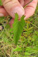 Image de Convolvulus farinosus L.