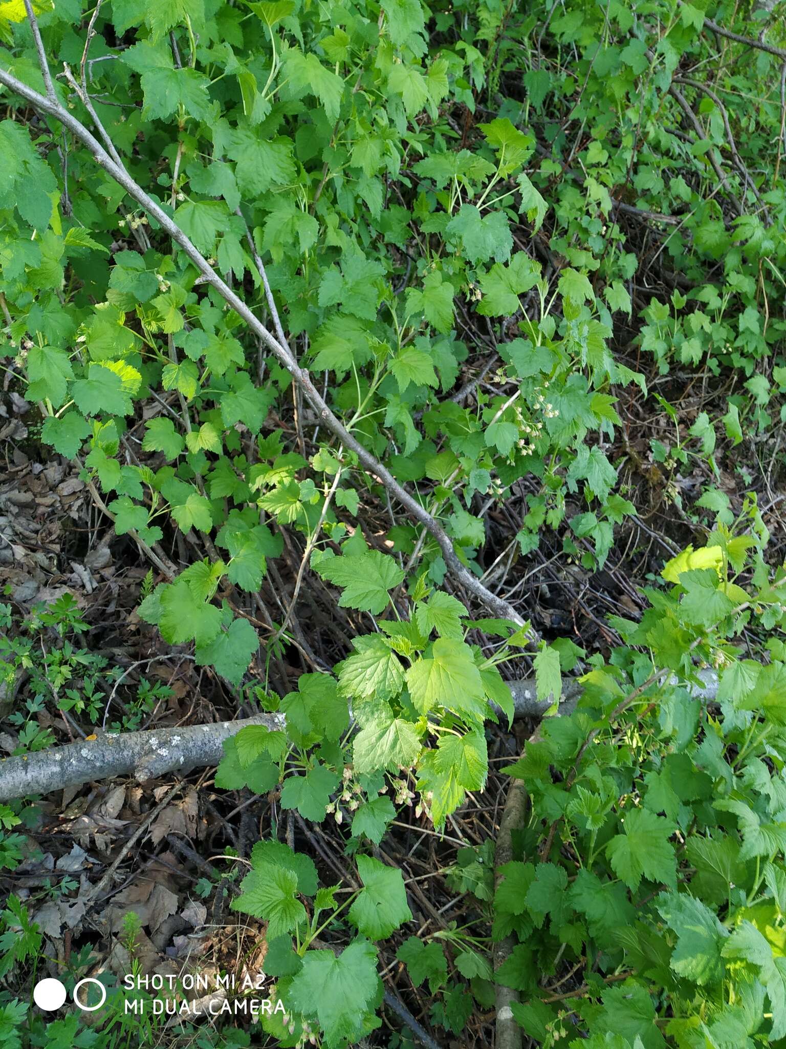 Image of Black Currant