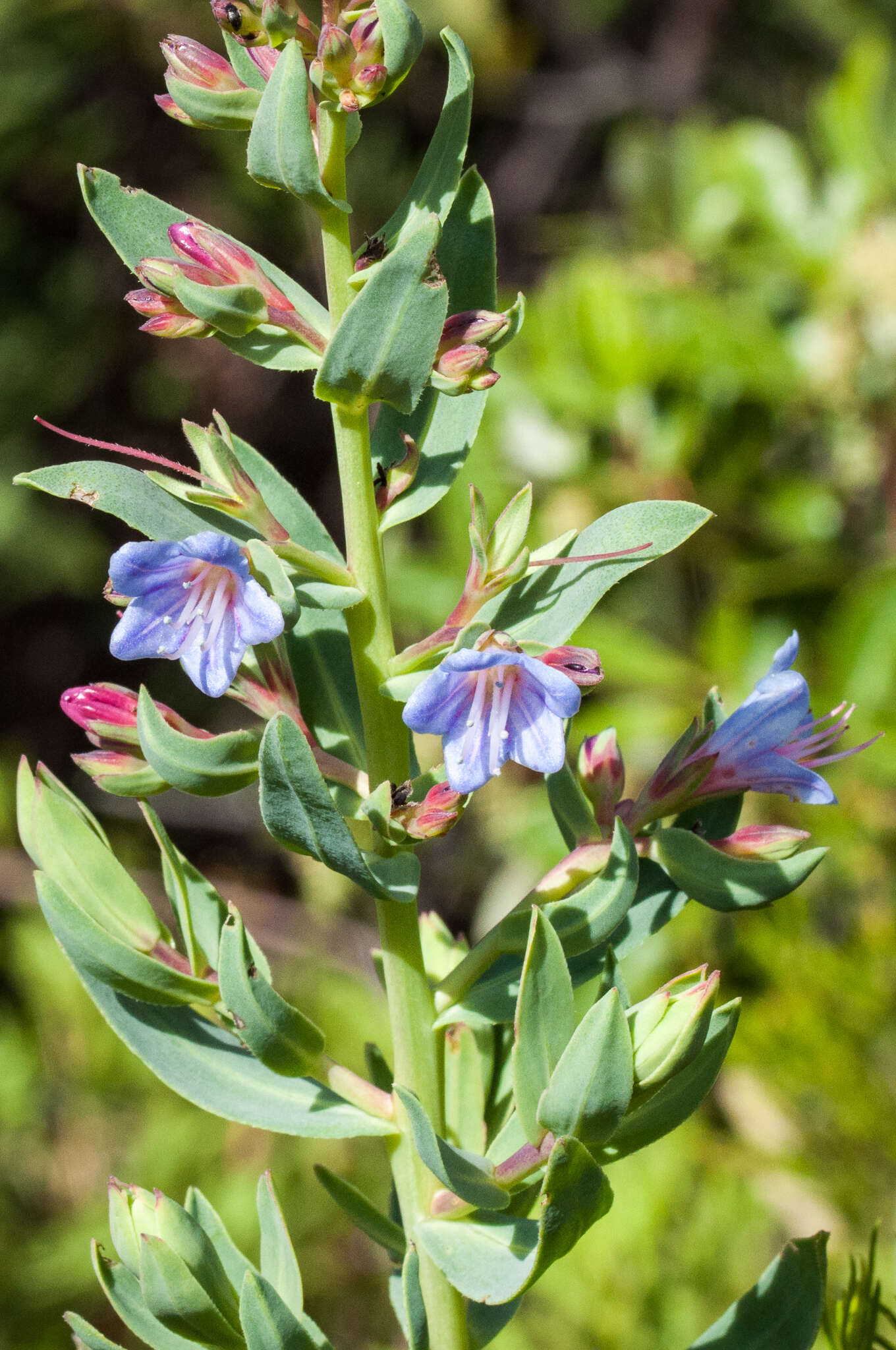 Lobostemon laevigatus (L.) Buek resmi