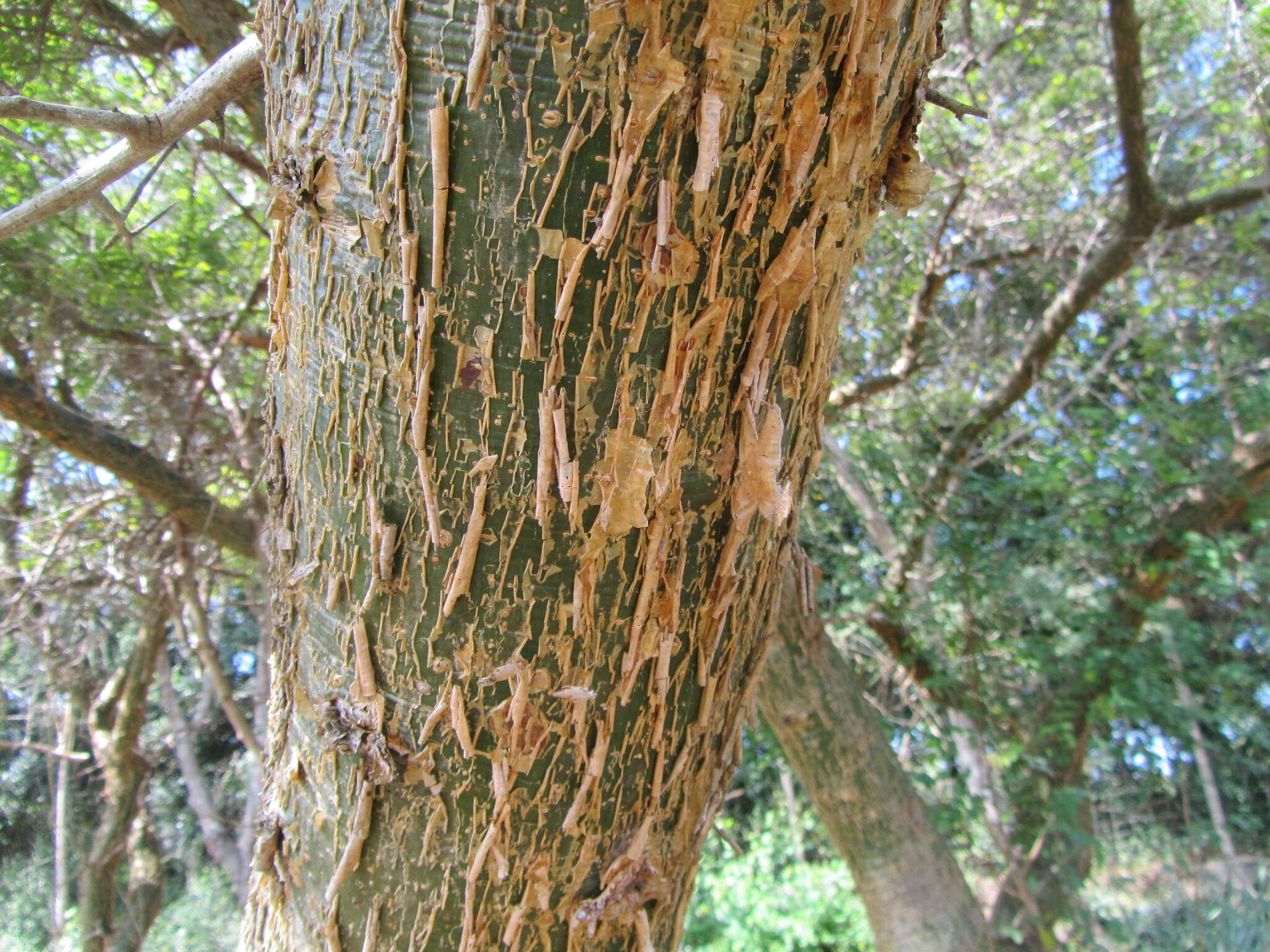 Image of Sweet-root corkwood